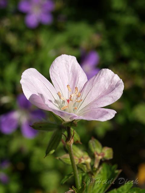 Ger sylv  Bakers Pink.JPG